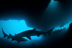 Sharks in the gloom.  Photo taken in the Cave at the West... by Mick Tait 